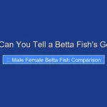 How Can You Tell a Betta Fish's Gender