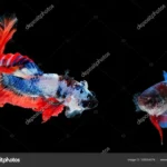 How to Tell What Gender Your Betta Fish Is