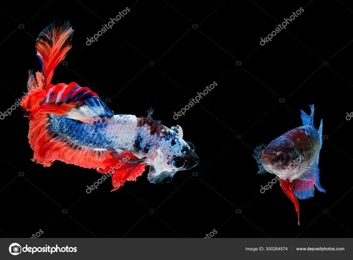 How to Tell What Gender Your Betta Fish Is