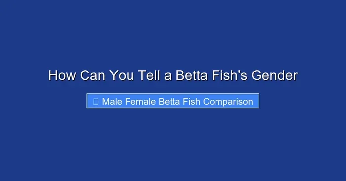 How Can You Tell a Betta Fish's Gender
