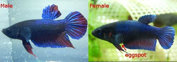How to Tell Male Vs Female Betta Fish