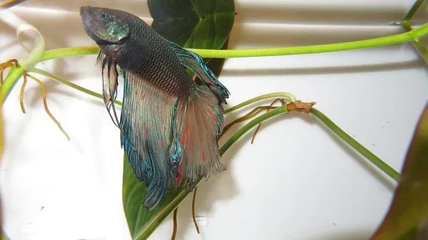How to Tell If Your Betta Fish Is Malnurish