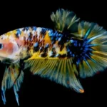 What Causes Marbling in Betta Fish