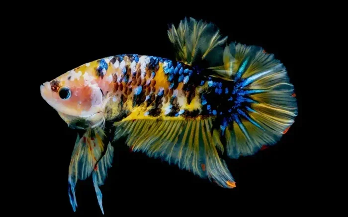 What Causes Marbling in Betta Fish