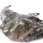 Is Monk Fish Better Then Shark