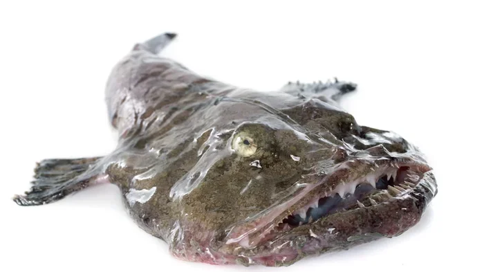Is Monk Fish Better Then Shark