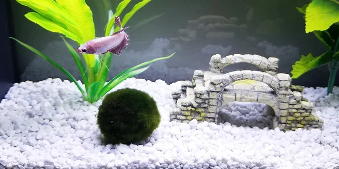 Can You Put Moss Balls in a Betta Fish Tank Safely Today