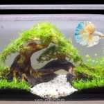 Is Moss Covered Betta Fish Tank Safe