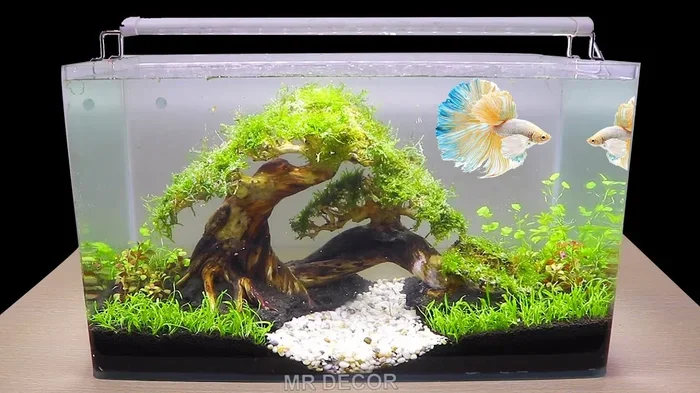Is Moss Covered Betta Fish Tank Safe