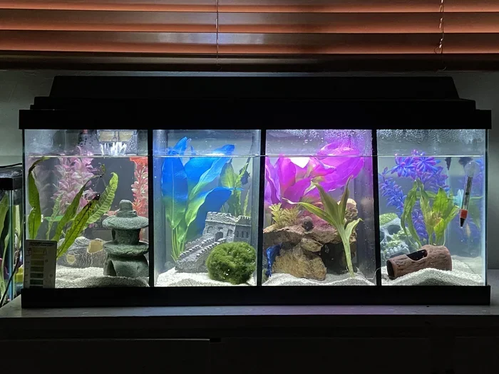 How Can You Keep Many Many Betta Fish