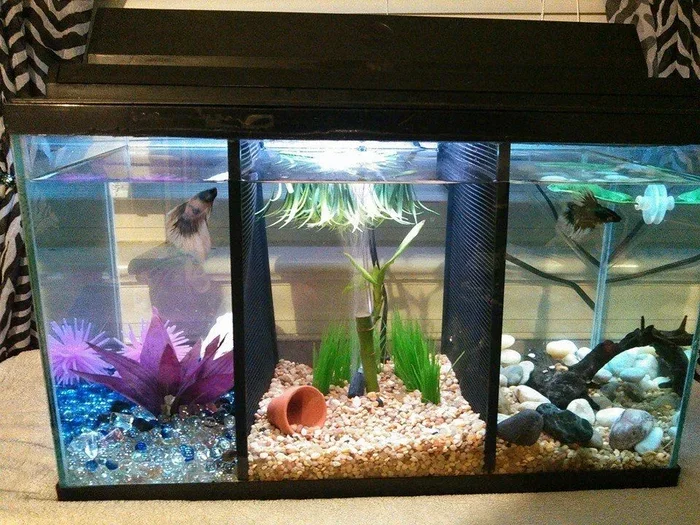 How Many Betta Fish per Tank