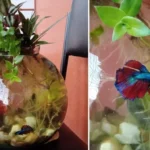 How to Care for a New Betta Fish