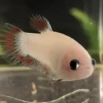 How to Take Care of Newborn Betta Fish