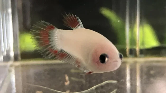 How to Raise Newborn Betta Fish