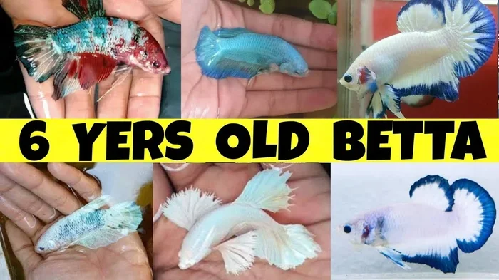 How Old Was the Oldest Betta Fish