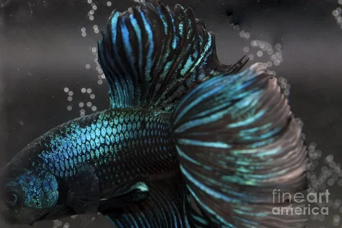 How to Tell If Betta Fish Is Old