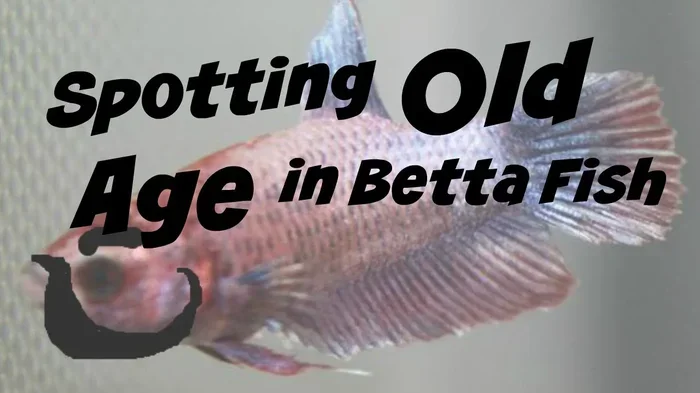 How to Tell If Your Betta Fish Is Getting Old