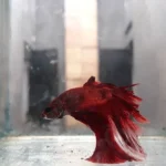 Is My Old Betta Fish Dying