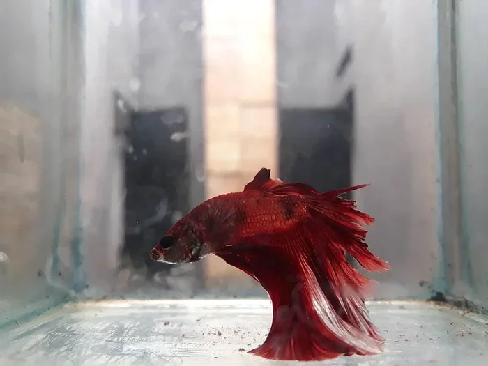Is My Old Betta Fish Dying