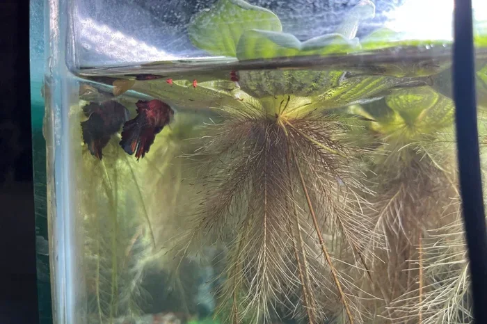 How to Tell If You Re Overfeeding Your Betta Fish