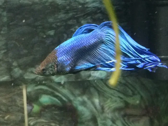 How to Tell If Your Betta Fish Is Overfed