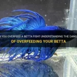 Can Betta Fish Die from Overfeeding