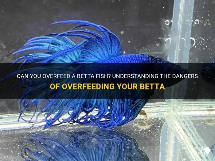 How to Tell If Overfeeding Betta Fish