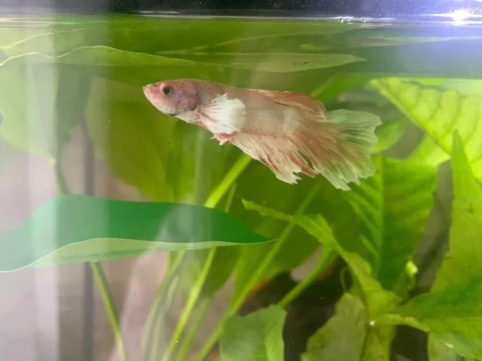 How to Tell If You're Overfeeding Your Betta Fish