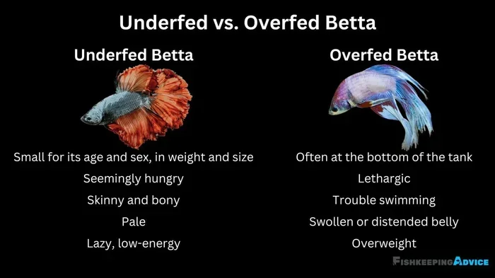 Can a Betta Fish Die from Overfeeding