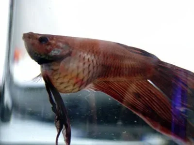How to Tell If Your Betta Fish Is Overweight