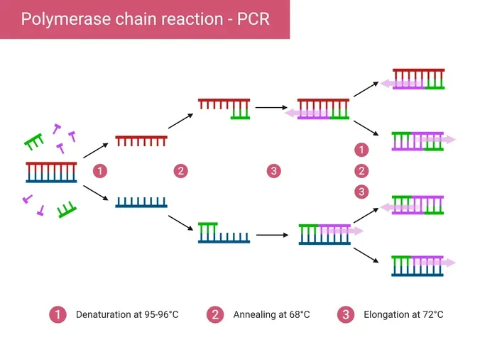 Is Pcr Better Than Fish for Detecting Snps