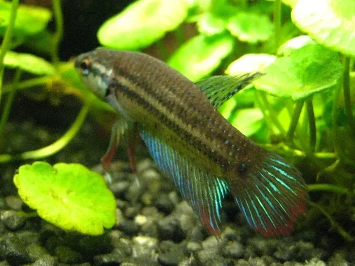 How to Peacefully Kill a Betta Fish