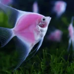 Is White or Pink Fish Better for U