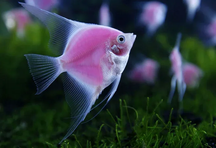 Is White or Pink Fish Better for U