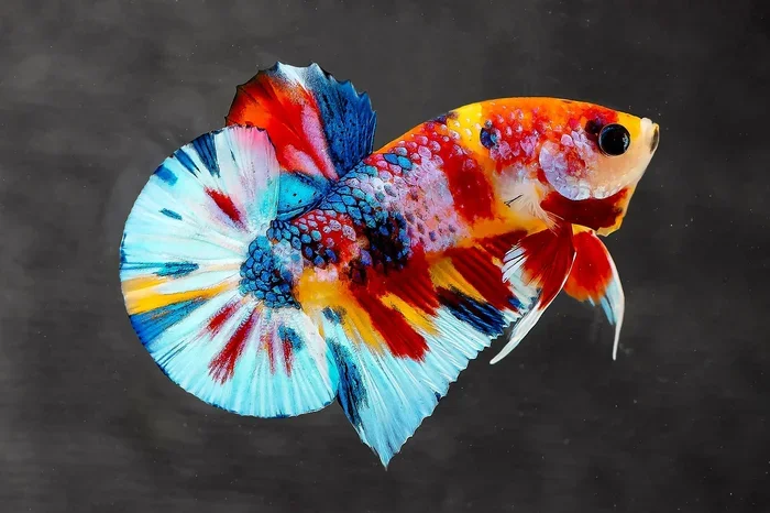 How to Tell What Breed My Plakat Betta Fish Is