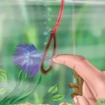 How to Play with Your Male Betta Fish