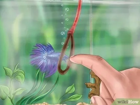 How to Play with Your Male Betta Fish