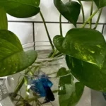 Are Pothos Toxic to Betta Fish