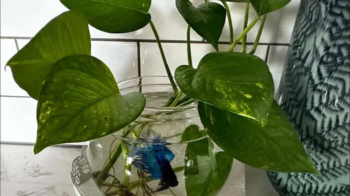 Are Pothos Toxic to Betta Fish