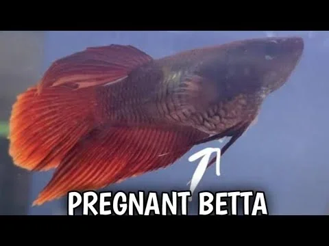 How You Know When Your Betta Fish Is Pregnant