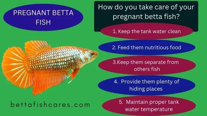 How Do I Tell If My Betta Fish Is Pregnant