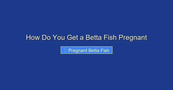 How Do You Get a Betta Fish Pregnant