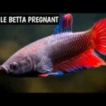 How Do You Know a Betta Fish Is Pregnant
