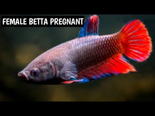 How Do You Know a Betta Fish Is Pregnant