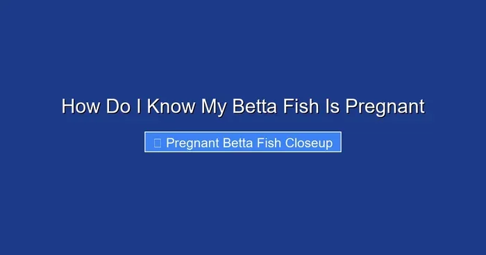 How Do I Know My Betta Fish Is Pregnant
