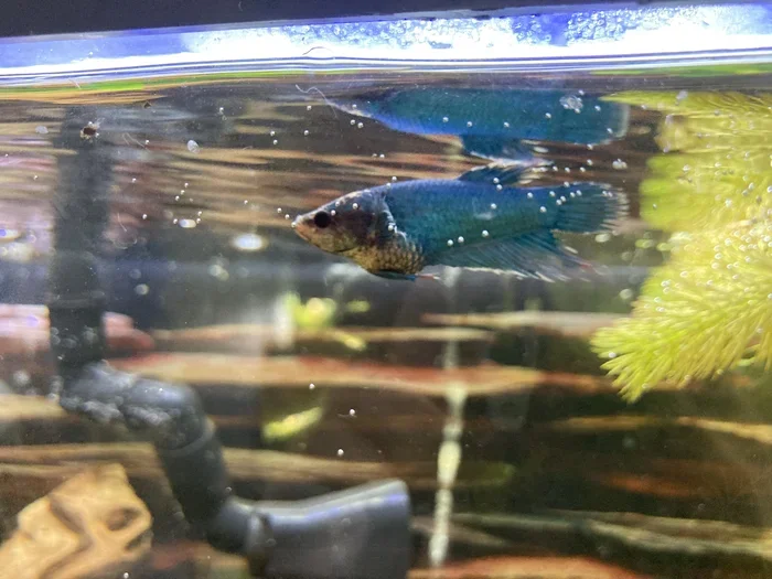 How to Tell When a Betta Fish Is Pregnant