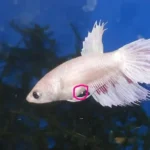 How Can You Get a Female Betta Fish Pregnant