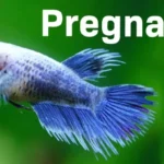 How to Care for Pregnant Betta Fish