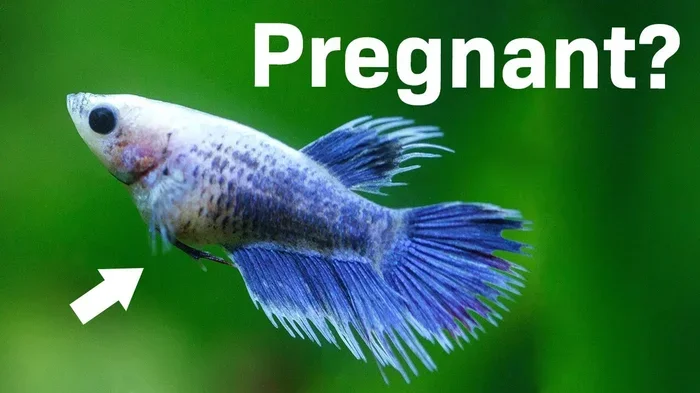 How to Tell a Betta Fish Is Pregnant
