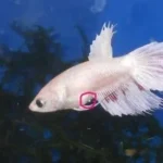 How You Get a Female Betta Fish Pregnant